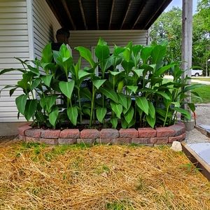 Canna bulbs
